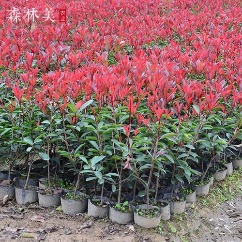 红叶石楠树苗小苗红罗宾红叶石楠球形苗庭院植物高杆行道绿化苗木 - 图0