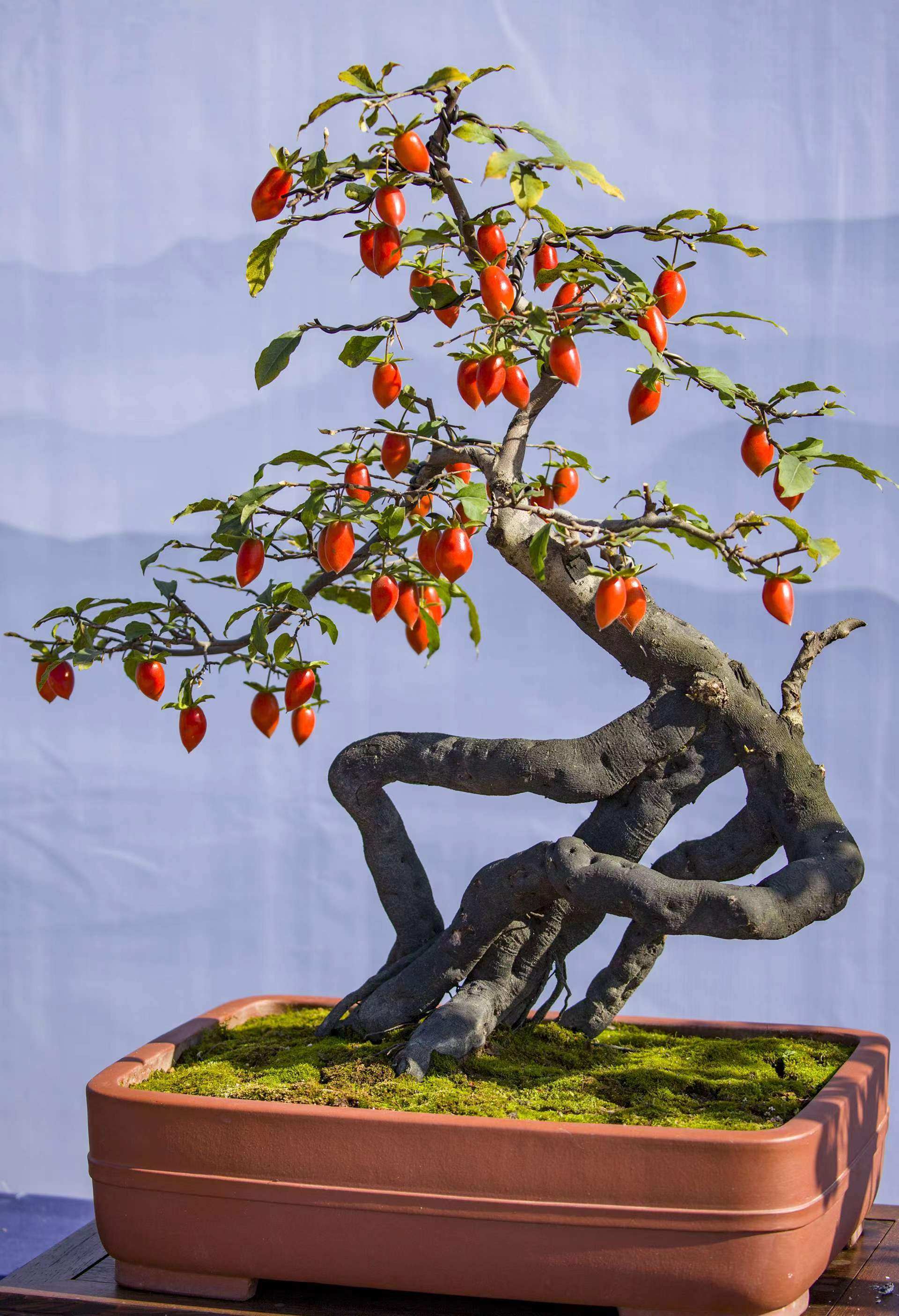 老鸦柿盆景原生桩根艺坨坨直播间专属链接绿植花束新鲜植物黄色