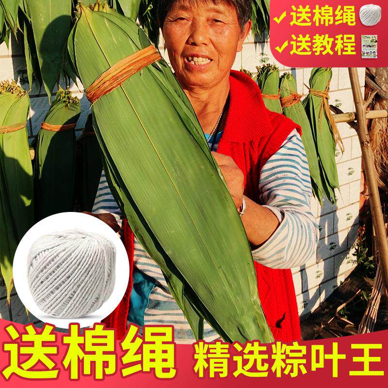 粽叶粽子叶免邮新鲜大号干家用竹叶包粽子的粽叶特大码棕叶非芦苇_虎窝淘