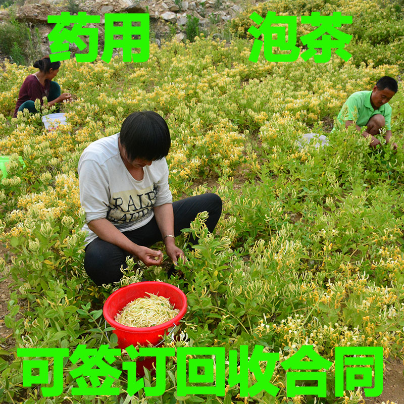 药用爬藤四季常青金银花树苗盆栽攀援花卉种子庭院植物鸳鸯藤-图0