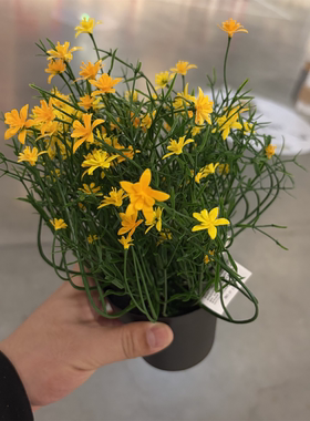 IKEA宜家 菲卡 人造盆栽植物黄色小碎花仿真植物装饰假花人造花