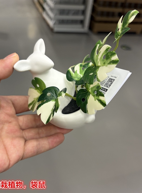 IKEA宜家 菲卡 人造盆栽植物装饰摆件白色袋鼠底座仿真绿植假花