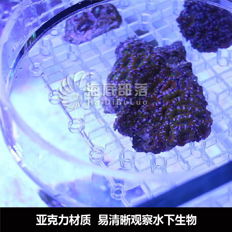 海水缸亚克力珊瑚观察镜漂浮工具盒观察盒鱼缸水下高清拍照珊瑚 - 图2