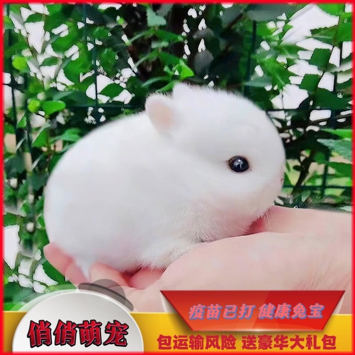 兔子活物小型侏儒兔荷兰纯种折耳兔迷你网红小宠物儿童好养垂耳兔_虎窝淘