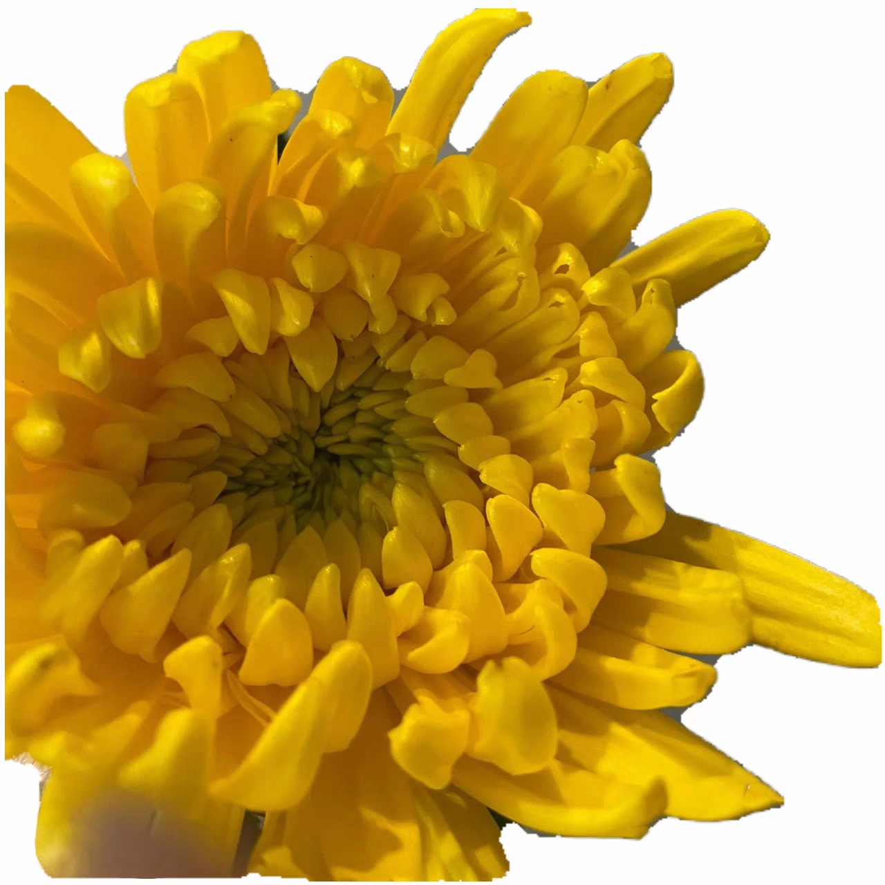菊花鲜花新鲜白菊黄菊花清明节哀悼祭祖扫墓云南昆明基地直发
