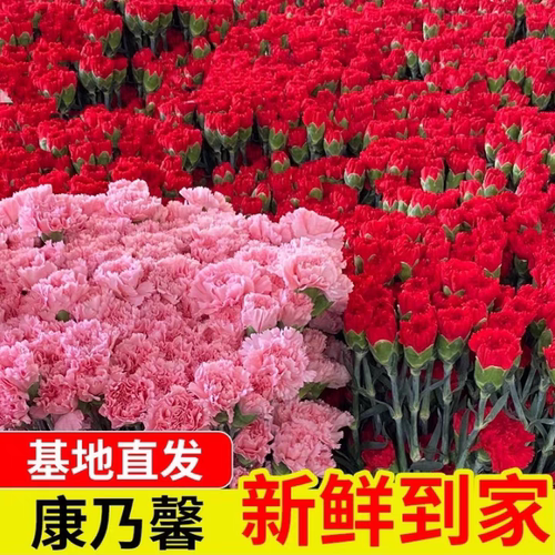 康乃馨鲜花母亲节礼物活动花束100支批发云南直发真花 - 图0
