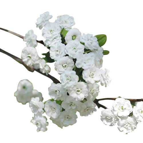 雪柳植物喷雪花苗盆栽花卉绿植珍珠梅绣线菊庭院雪柳室外耐寒阳台 - 图3