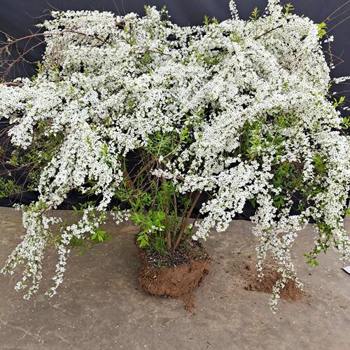 雪柳植物喷雪花苗盆栽花卉绿植珍珠梅绣线菊庭院雪柳室外耐寒阳台 - 图1