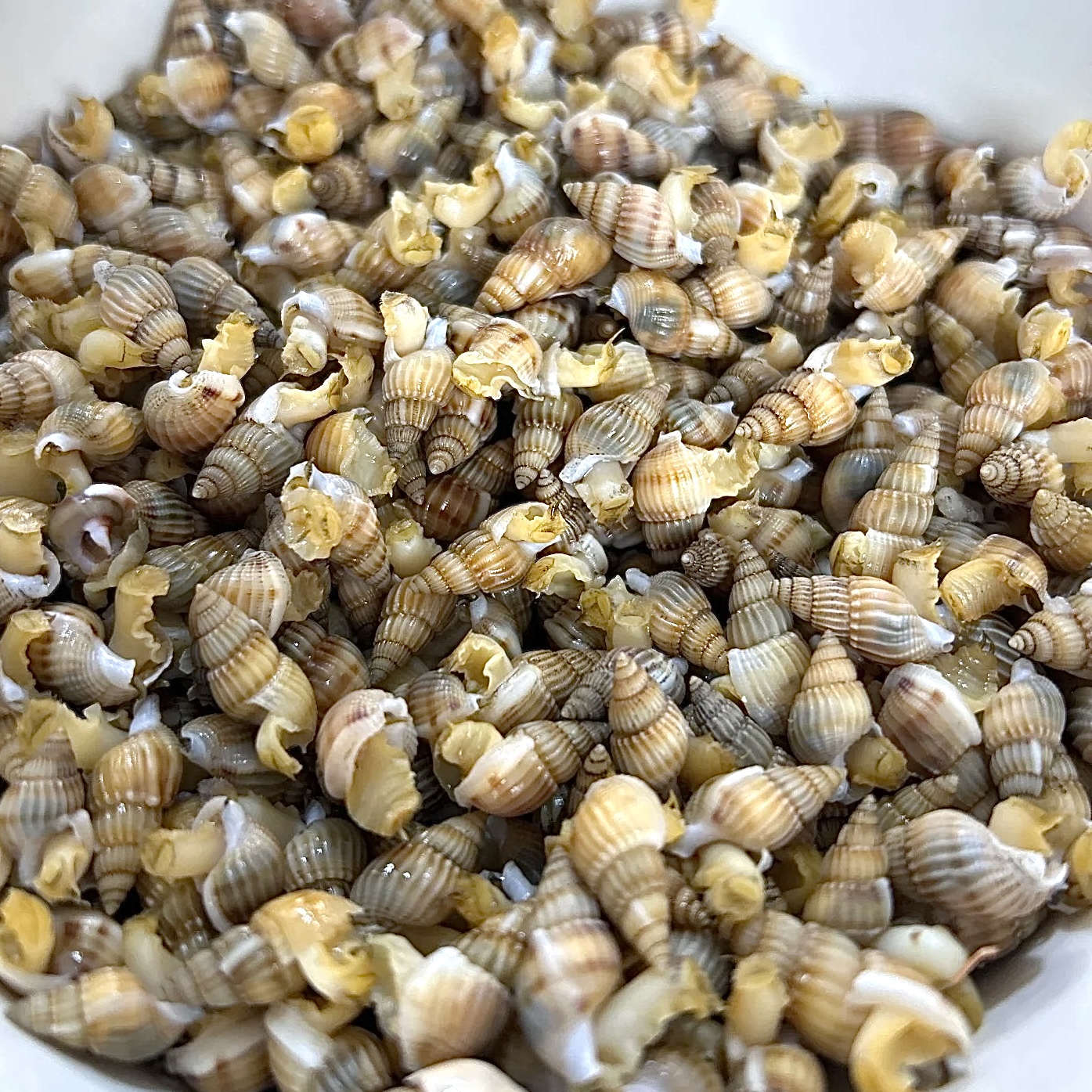 Dalian Fresh Haisazi Air Freight Live Hair 500g