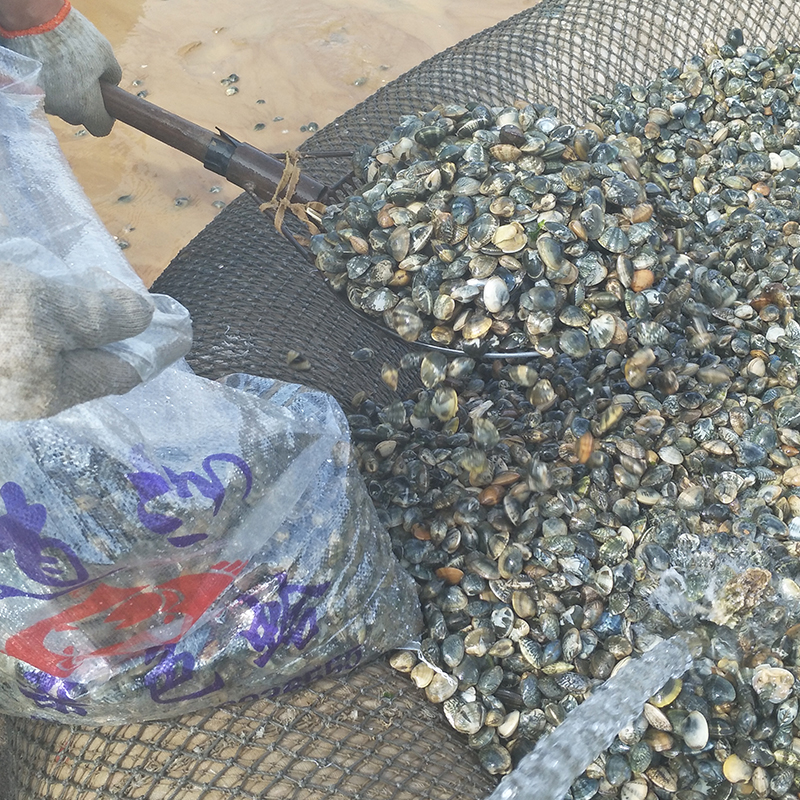 Dalian Seafood Clam Sixty Years Old SF Express