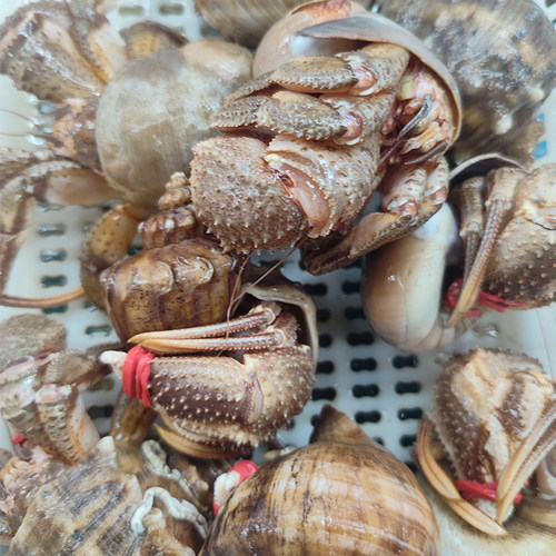 大连海鲜海货特产鲜活网红活体食用新鲜椰子蟹超大寄居蟹海怪虾怪 - 图1