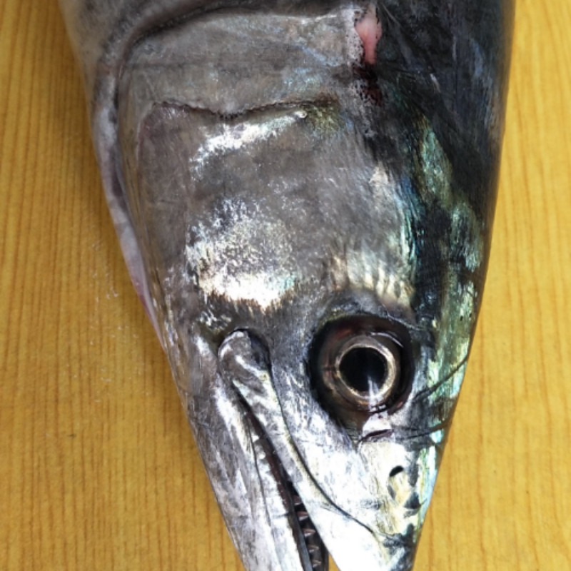 大连海鲜特产新鲜鲜活冷冻马鲛鱼马交送礼深海蓝点整条大燕鲅鱼,淘宝优惠券,粉丝福利购,淘宝优惠卷