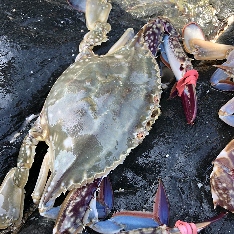 大连海鲜飞蟹特大野生海捕水产新鲜黄海花螃蟹白蟹鲜活鲜活梭子蟹-图2