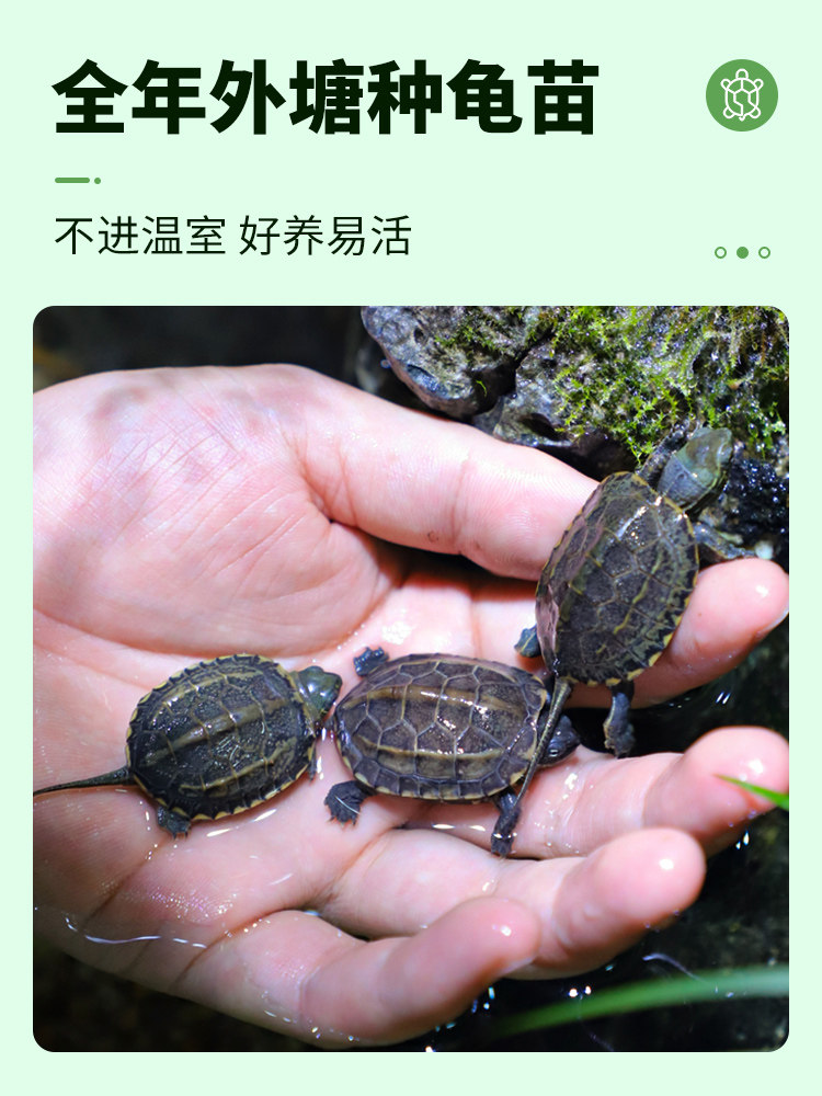 乌龟中华草龟金钱龟活体龟苗水景观赏宠物长寿龟镇宅招财玄武神兽,淘宝优惠券,粉丝福利购,淘宝优惠卷