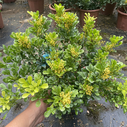 米兰盆栽带花苞带香味四季常青开花不断庭院花园植物花卉树苗绿植 - 图3