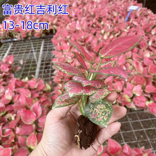 大如意盆栽皇后万年青花卉办公室内绿植净化空气客厅办公桌植物 - 图3
