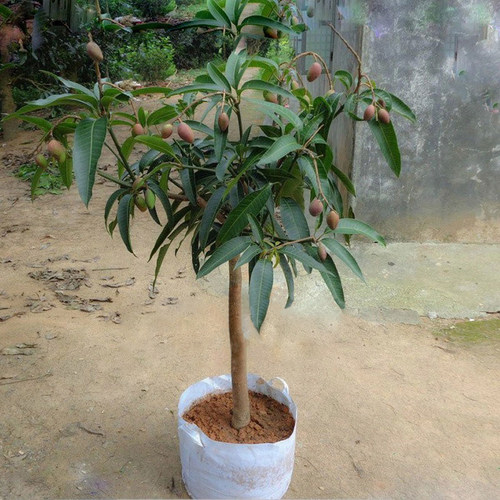 芒果苗金煌台农桂七四季红贵妃凯特澳芒嫁接树苗地栽盆栽带土 - 图1