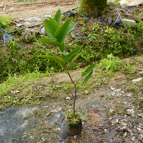 黑金刚 黑糖芭比莲雾嫁接苗 大叶红 水果盆栽地栽果树苗庭院种植 - 图2
