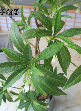 高端仿真绿植物水石榕酒店名宿大客厅店铺茶室橱窗落地花艺装饰树