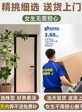 韵境家居网红孟加拉榕盆栽高山榕树黄金榕大型绿植高级感客厅装饰