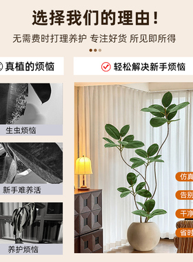 橡皮树仿真绿植假植物客厅轻奢仿生花装饰树室内大型盆栽落地摆件