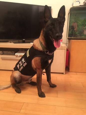 Free Shipping Big Dog Clothes Golden Retriever Large Dog Horse Dog German Shepherd Vest Patrol Does