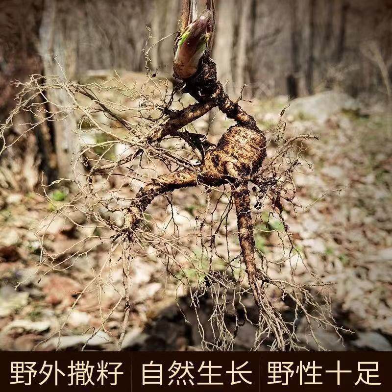 人参长白山野山参东北林下参野生人参20年泡酒山参礼盒装干货整枝,淘宝优惠券,粉丝福利购,淘宝优惠卷