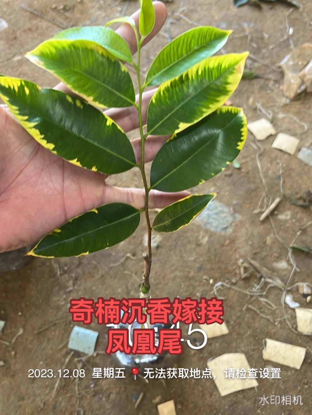 凤凰尾奇楠沉香苗一代母树嫁接品种奇楠沉香树苗带原土杯带叶发货-图0