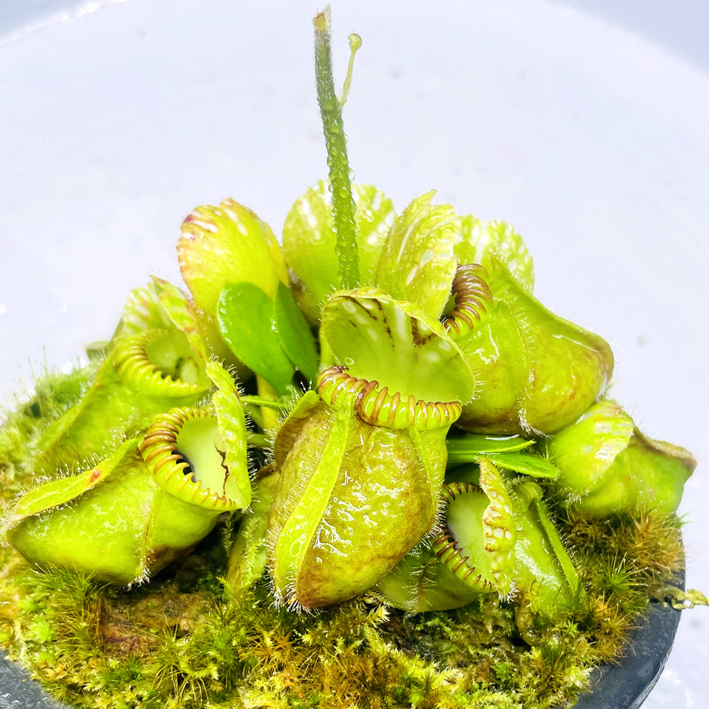 盆栽食虫植物土瓶草 Cephalotus follicularis-图3