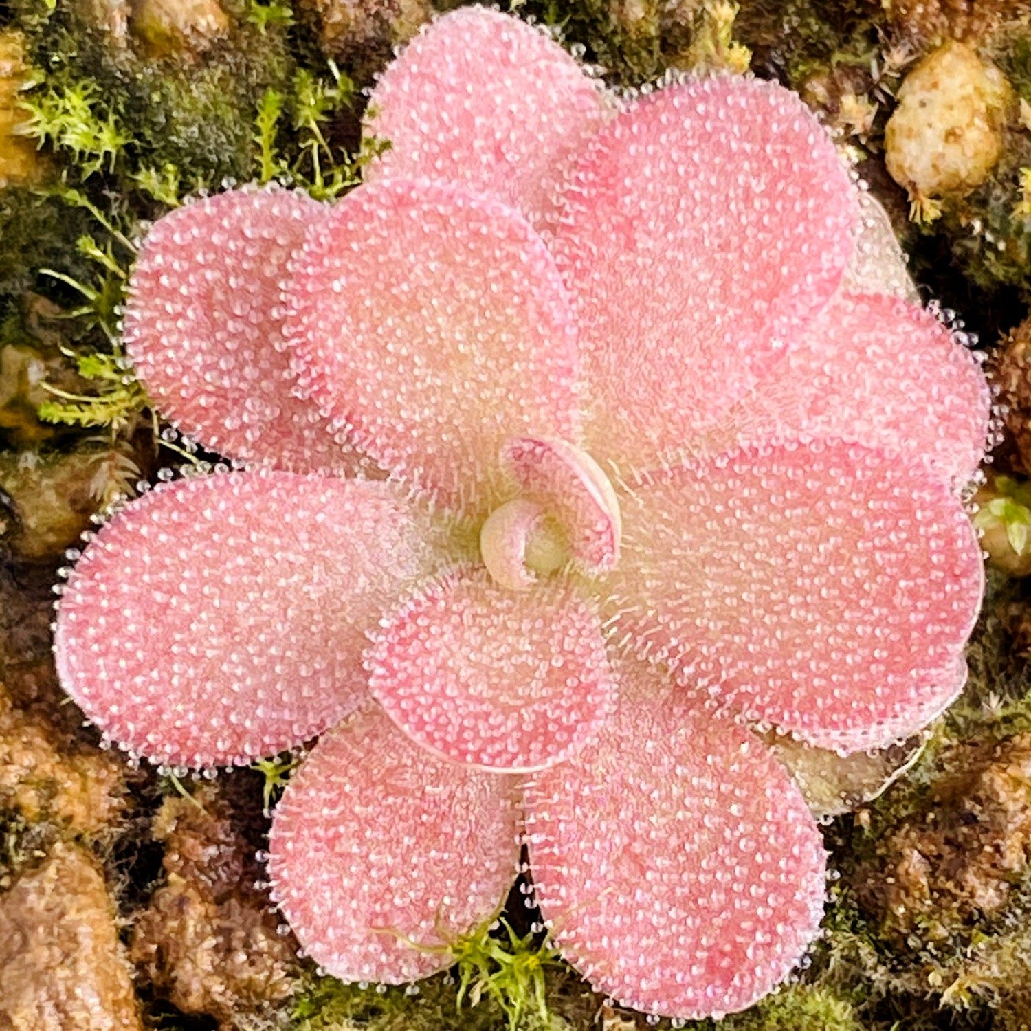 乔安娜捕虫堇多肉食人花捕蝇草驱蚊草卧室花卉盆栽Johanna,淘宝优惠券,粉丝福利购,淘宝优惠卷