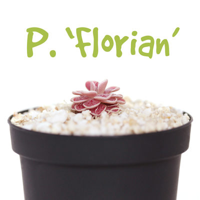 弗洛里捕虫堇多肉食虫植物食人花捕蝇草驱蚊草卧室花卉新手盆栽 虎窝淘