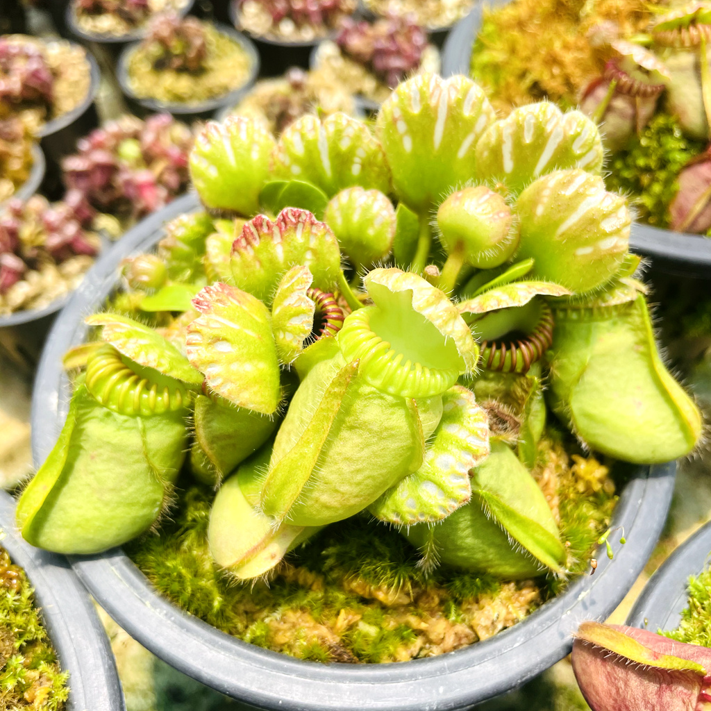 盆栽食虫植物土瓶草 Cephalotus follicularis-图2