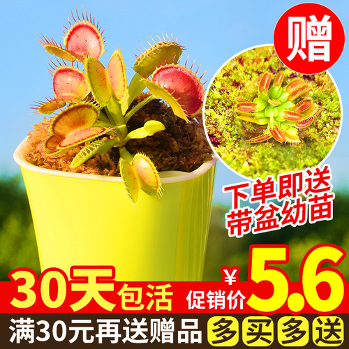 捕蝇草食人花猪笼草盆栽食虫植物食蝇草食虫草茅膏菜种子室内阳台 - 图0