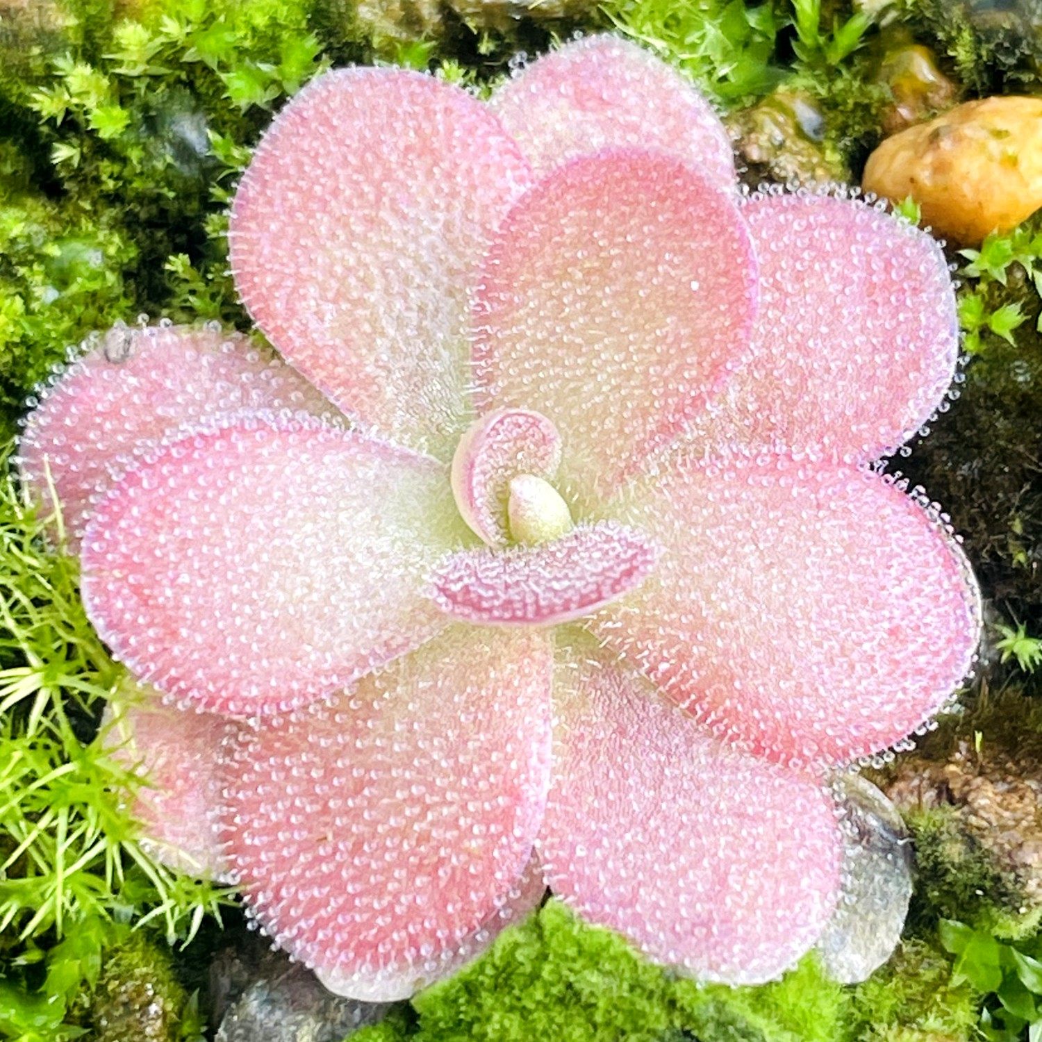 乔安娜捕虫堇多肉食人花捕蝇草驱蚊草卧室花卉盆栽Johanna,淘宝优惠券,粉丝福利购,淘宝优惠卷