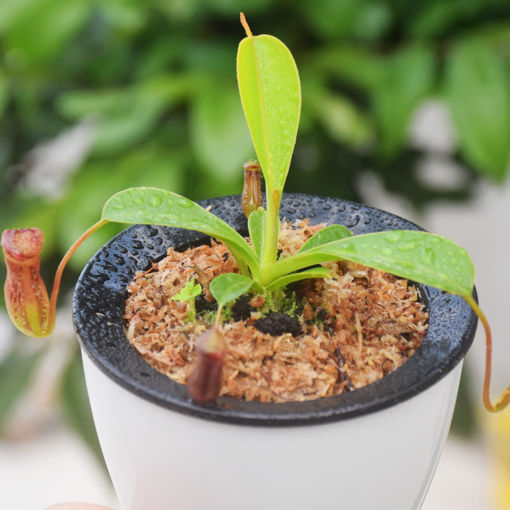 劳氏x红葫芦猪笼草Lowii x ventricosa LV食虫植物盆栽包邮黑精灵,淘宝优惠券,粉丝福利购,淘宝优惠卷