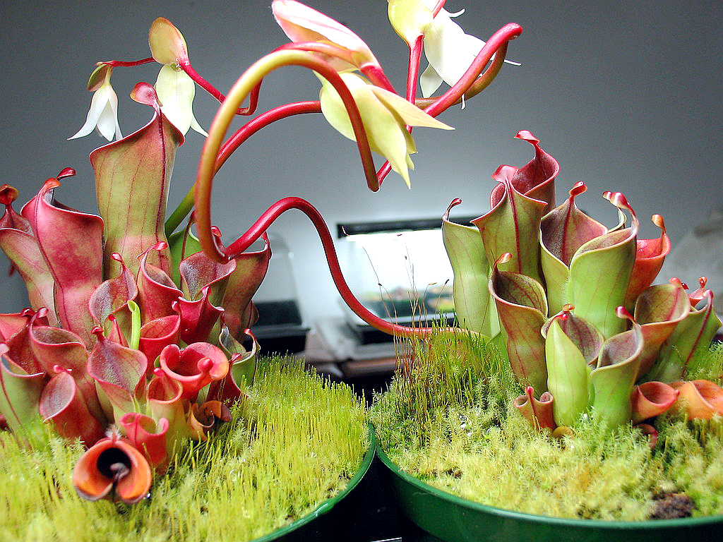 食虫植物小太阳瓶子草可爱萌物苔藓缸鱼缸造景微景观桌面花卉盆栽,淘宝优惠券,粉丝福利购,淘宝优惠卷