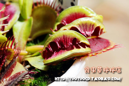 食虫植物模糊牙 捕蝇草 贝壳 三头犬 海神 镜像等 种好发货噢！ - 图2