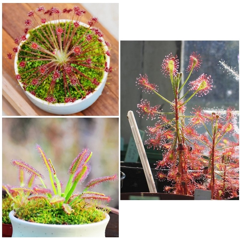 食虫植物-捕蝇草瓶子草猪笼草茅膏菜盆栽食虫草【新手套餐包邮】,淘宝优惠券,粉丝福利购,淘宝优惠卷