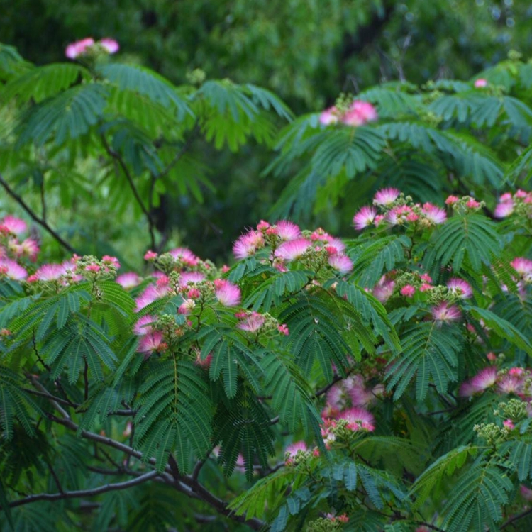 合欢树苗芙蓉树苗绒花树银叶金合欢花树苗树木庭院南北方种植盆栽 - 图0