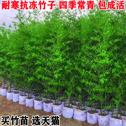 竹子苗庭院植物四季常青紫竹苗罗汉竹毛竹北方耐寒盆栽地栽竹子苗 - 图1