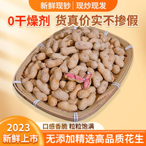 Shandong Iron Pan Fried Peanuts Original Taste Dry Fried Peanuts With Shell Original Taste 2023 New Peanuts Dried 5 catts