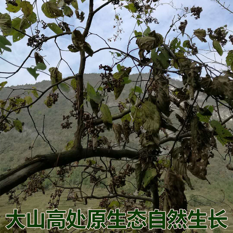 贵州特产原生态野生拐枣枳椇子万寿果新鲜水果鸡爪金钩莲3斤装_虎窝淘
