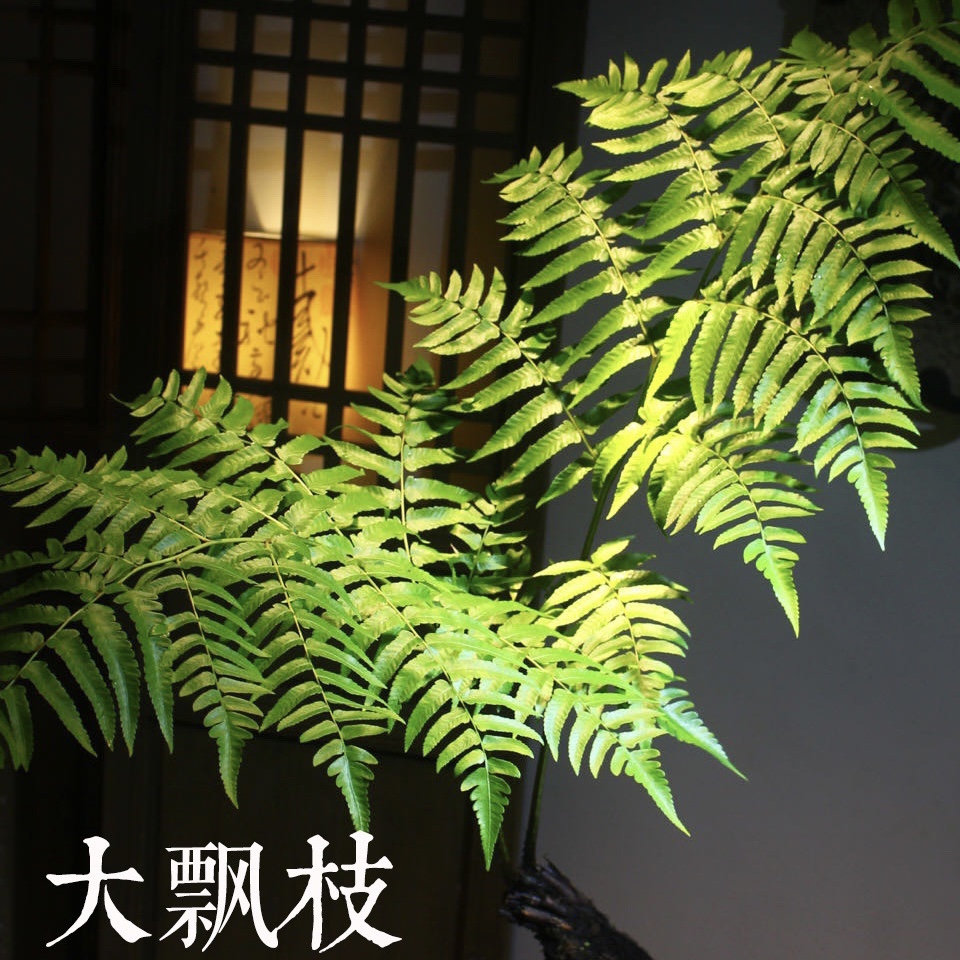 浮檀蕨苔玉球苔藓球蕨类植物绿植一叶蕨大型盆栽盆景造景,淘宝优惠券,粉丝福利购,淘宝优惠卷