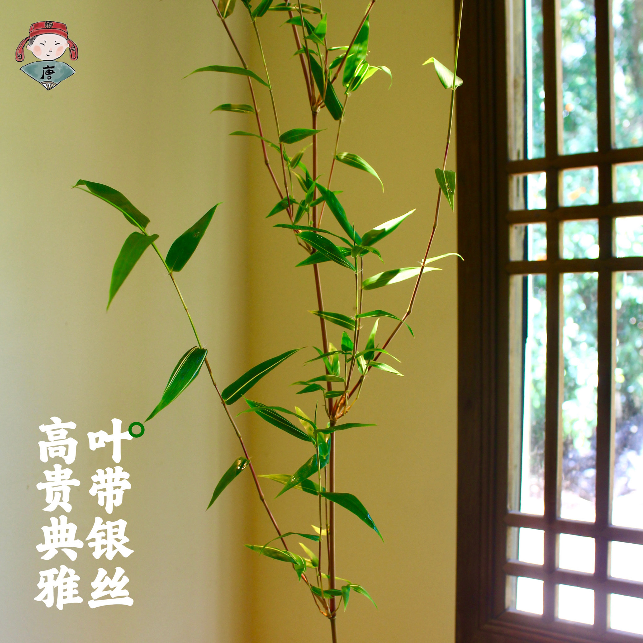 佛肚竹苔藓球大老桩 苔玉球水培 盆栽盆景客厅落地绿植好养竹子,淘宝优惠券,粉丝福利购,淘宝优惠卷