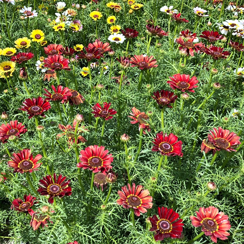 花环菊种子三色菊花种子混色花海花籽花种籽四季种易活茼蒿菊耐寒-图1