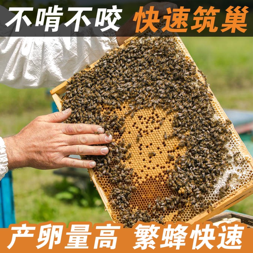 中蜂巢础深房巢础巢蜂巢基蜂脾优质天然蜂蜡巢脾蜂箱养蜂工具 - 图0