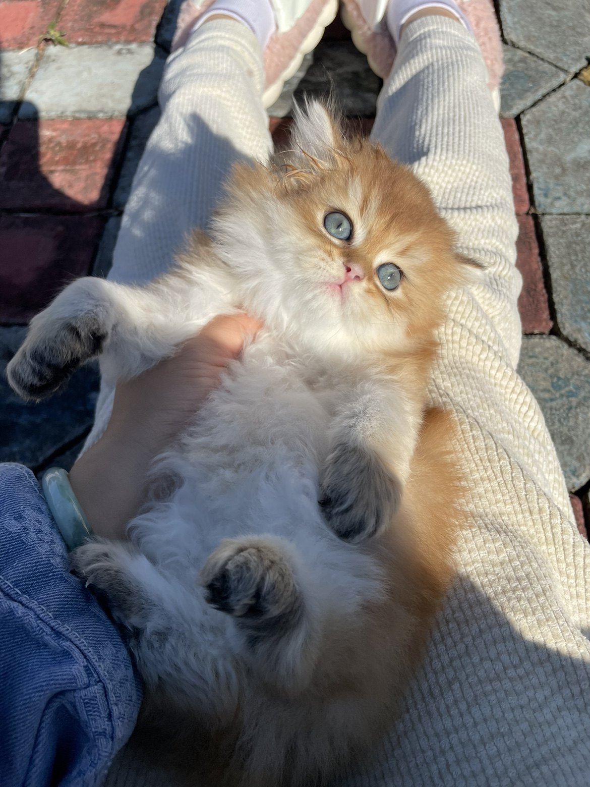 双血金渐层长毛Ny12色宠物猫高地弟弟妹妹,淘宝优惠券,粉丝福利购,淘宝优惠卷