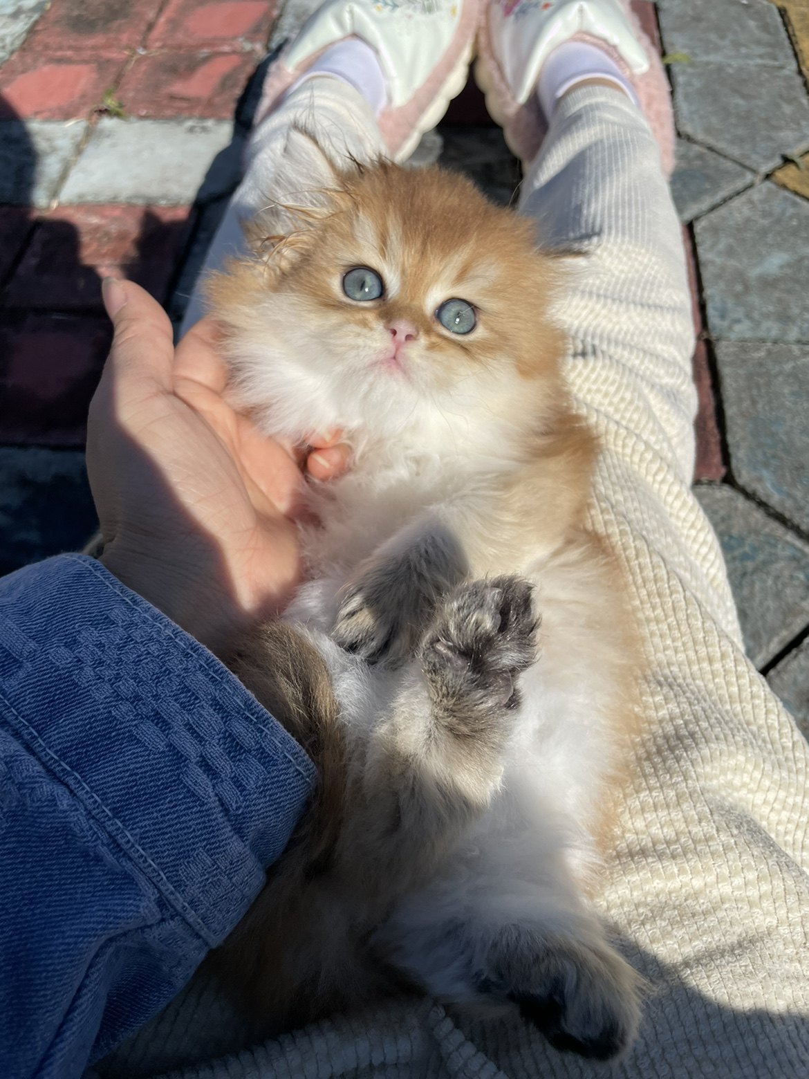 双血金渐层长毛Ny12色宠物猫高地弟弟妹妹,淘宝优惠券,粉丝福利购,淘宝优惠卷