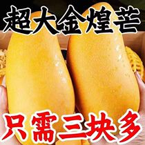 Now Picking Golden Huang Mango Mango Fresh 10 Jin Zhengzong When you should now pick up the tropical water Xianang Fruit Sweet Great Fruit Whole Box