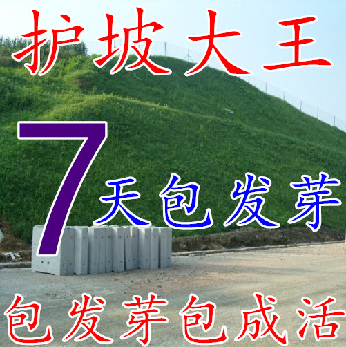 草坪种子美国四季青草坪狗牙根草籽球场庭院护坡种子不修剪耐践踏 草坪种子美国四季青草坪狗牙根草籽球场庭院护坡种子不修剪耐践踏